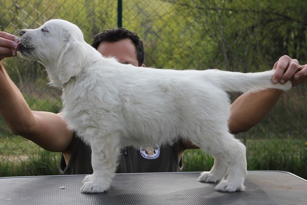 Mr White 8 weeks.JPG